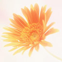 菊花,太阳花图片