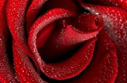 高清玫瑰花瓣图片