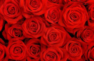 鲜红玫瑰高清图片