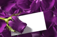 紫色玫瑰花图片+贺卡