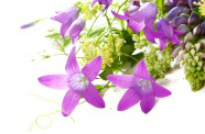 紫红色鲜花花束图片
