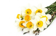 高清白色花朵花束图片
