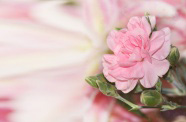 高清粉色鲜花图片