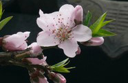 高清粉红桃花图片
